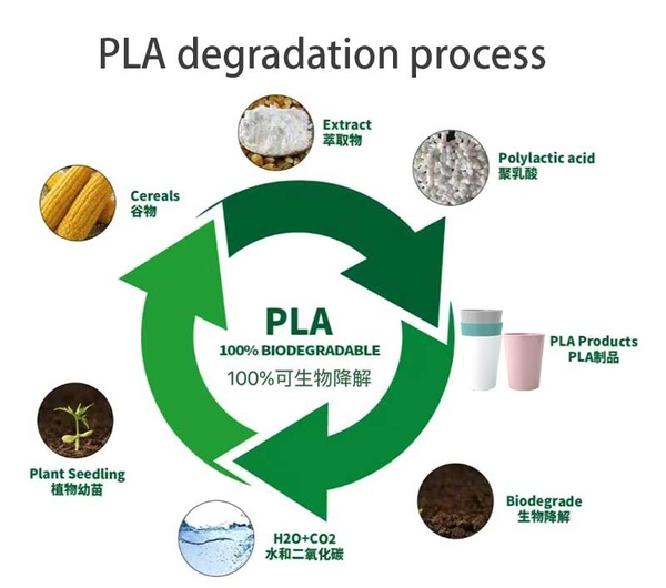 100% biodegradable PLA reusable mug cup without handle4